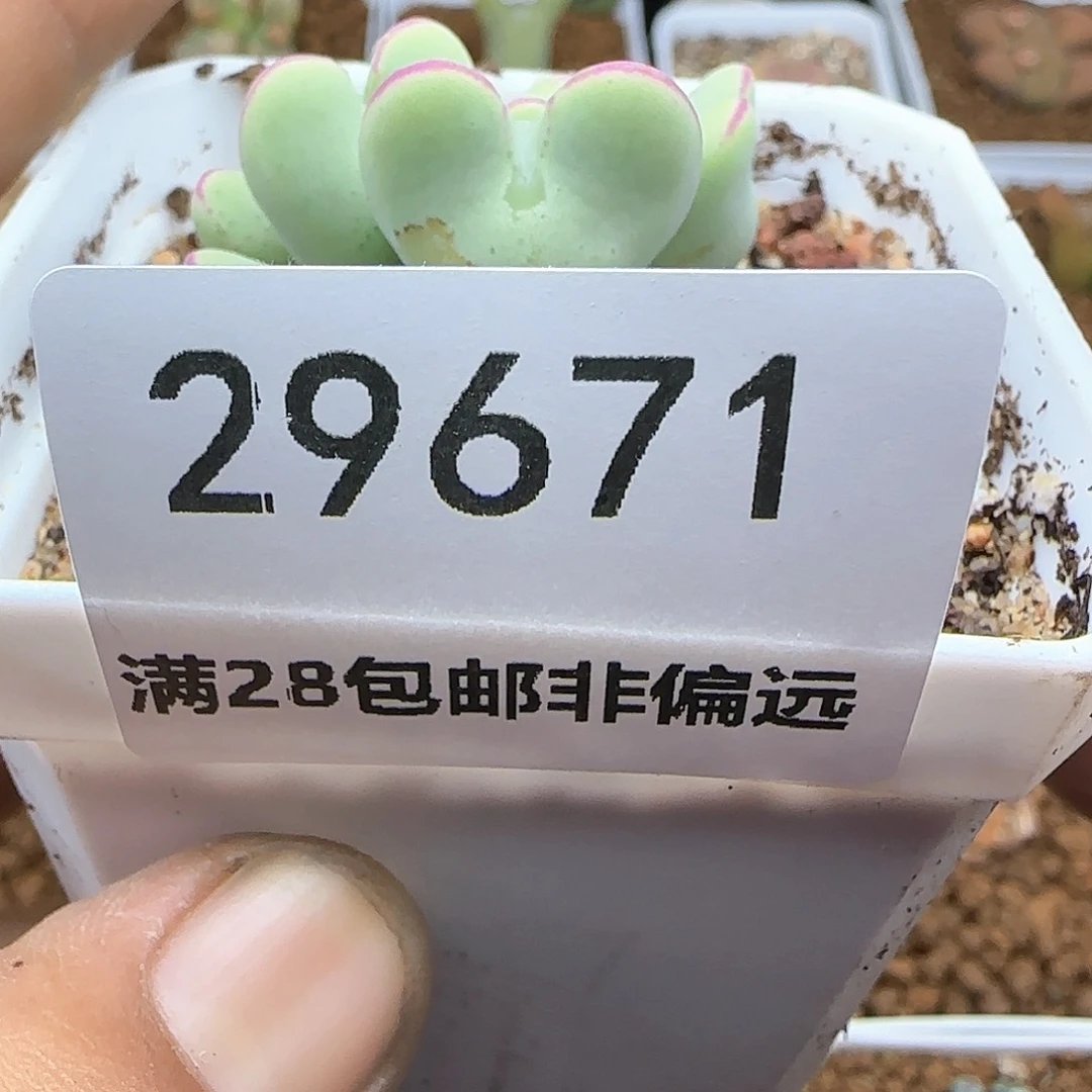 我***卡脱土28包邮29671