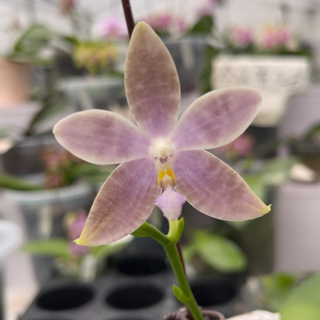 完全开放728 2.8寸蓝盾交交蓝路帝 一物一拍