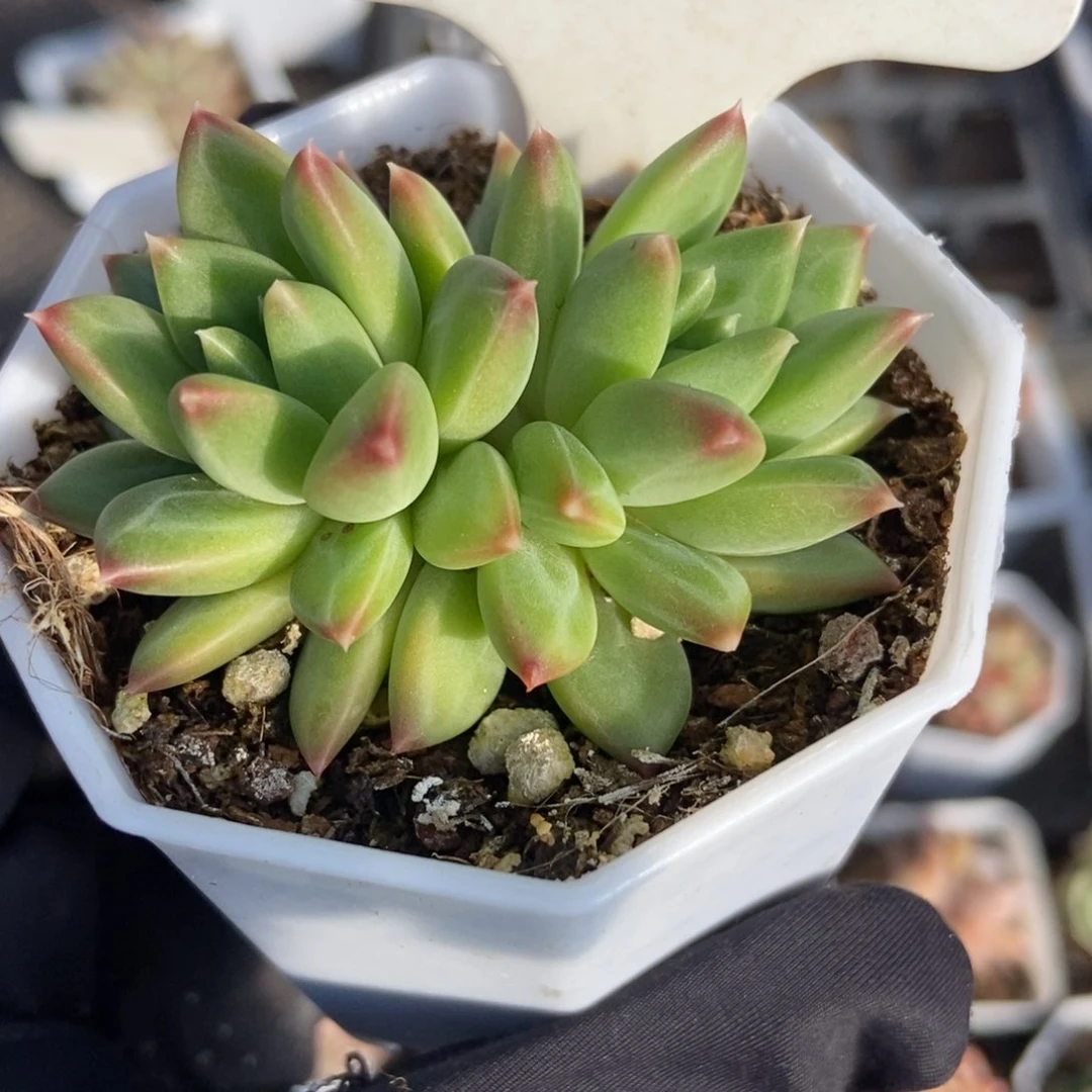 968甲骨文多肉植物保护