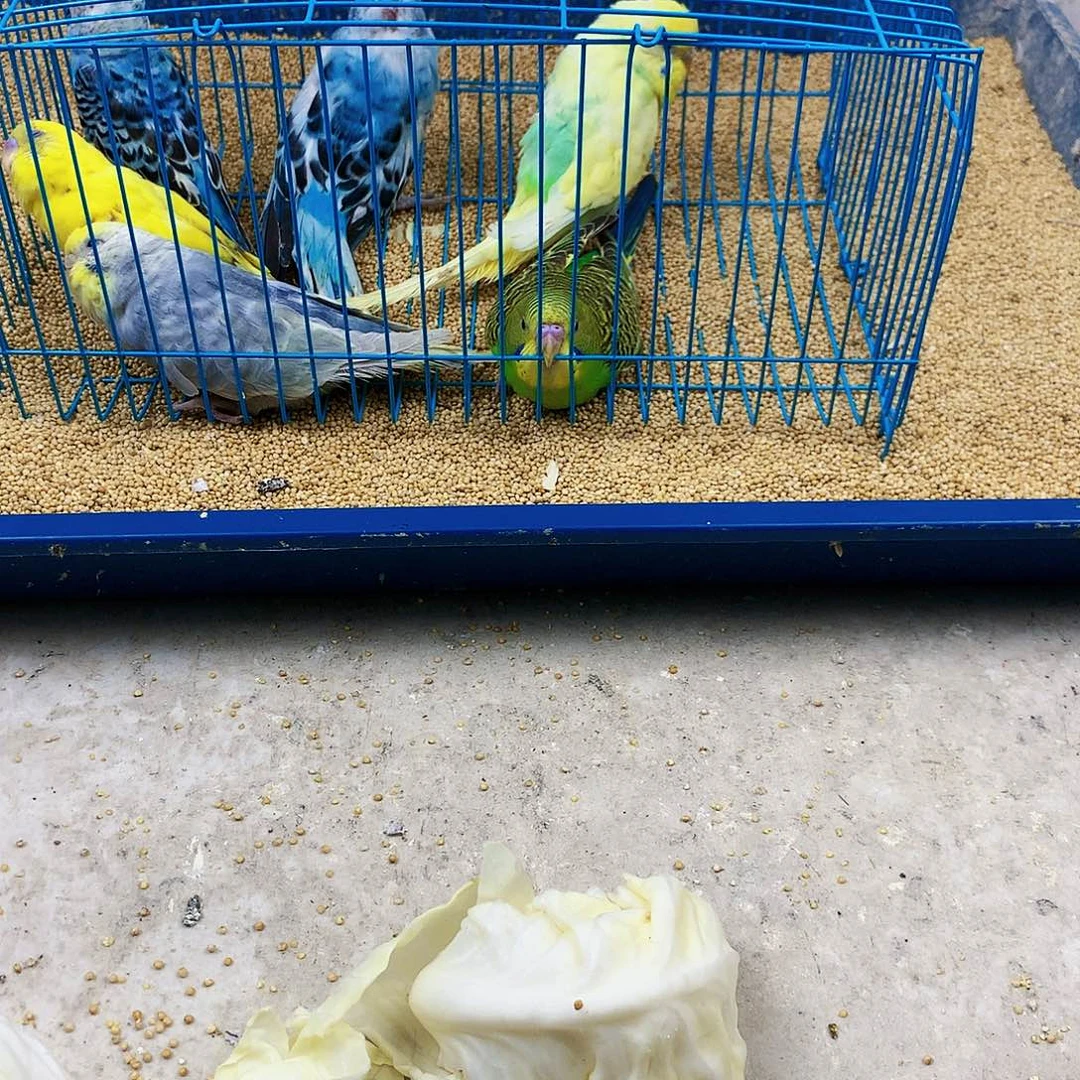 李***梅虎皮鹦鹉牡丹一如