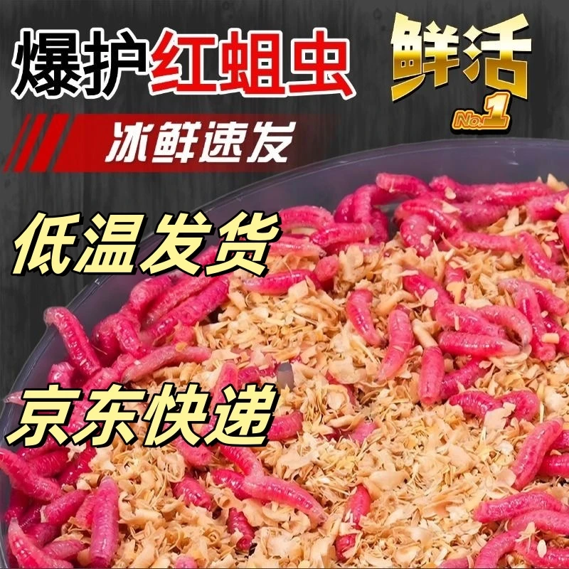 鲜活红蛆虫活饵鱼饵野钓神饵户外野钓饵料溪流河流爆护饵红曲虫