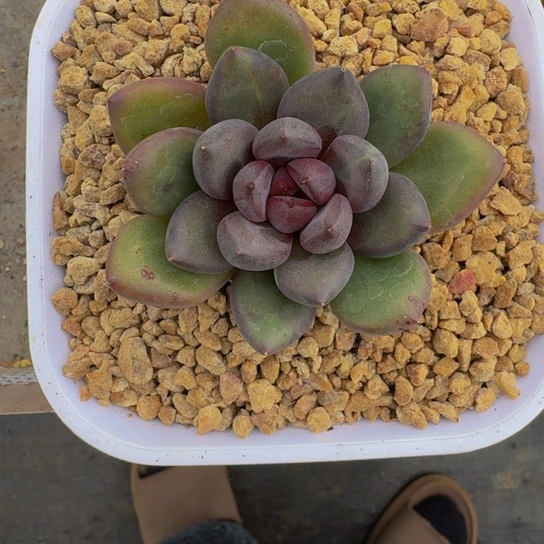 黑钻 单头 一物一拍