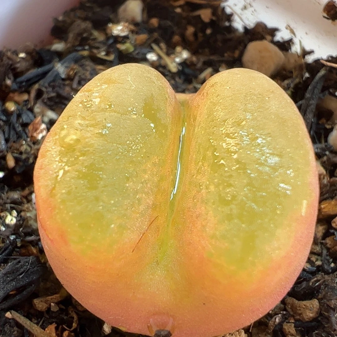 大嘴毛多肉植物1