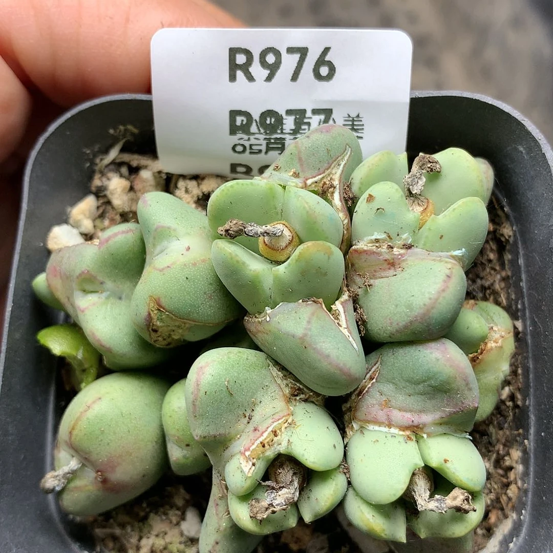 R976多肉植物保护研究所