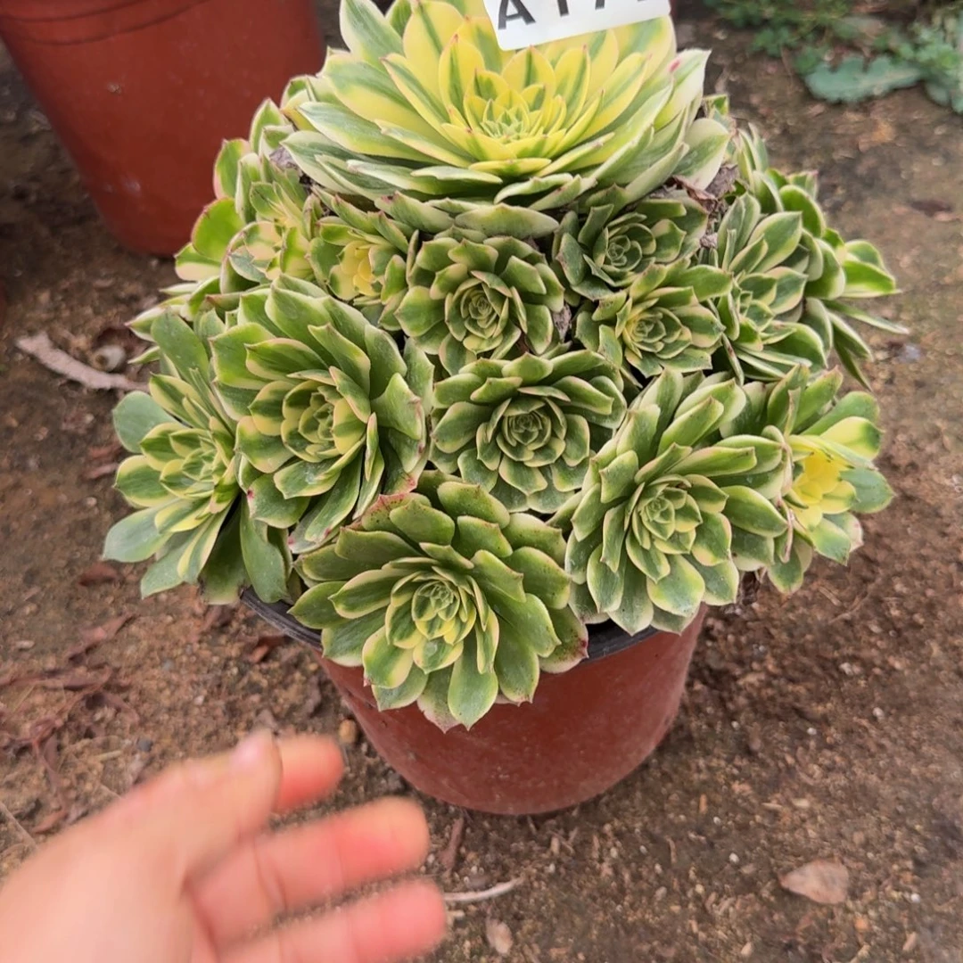 177伊丽莎白。多肉植物