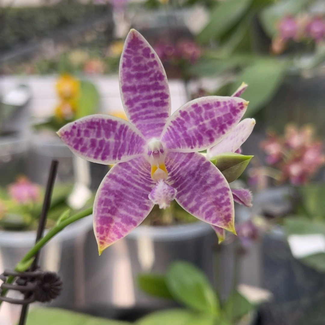 完全开放1195 2.8寸蓝铁爪交蓝路帝 一物一拍