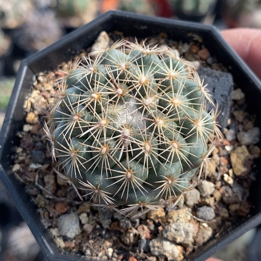 植播园艺优选凤舞