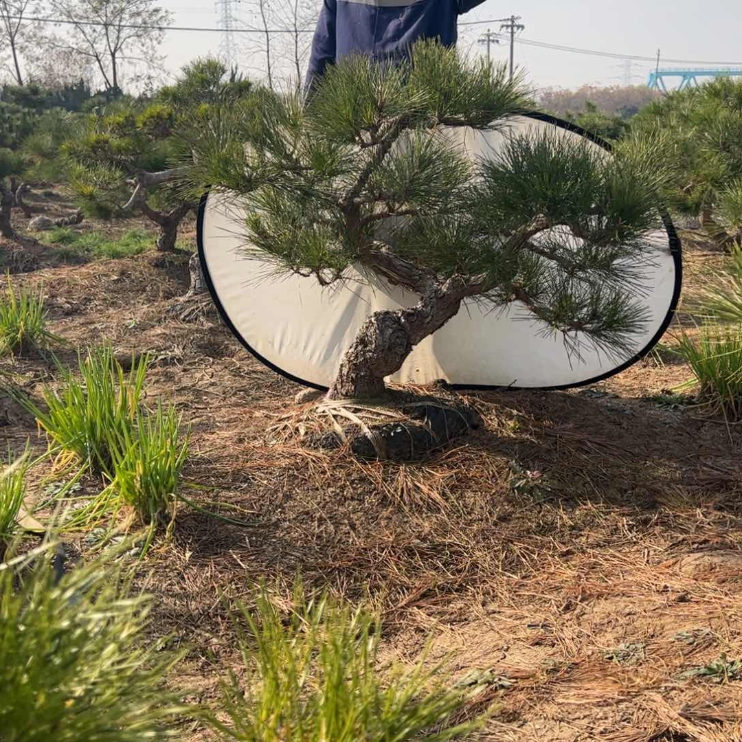 无花朵一物一拍黑松