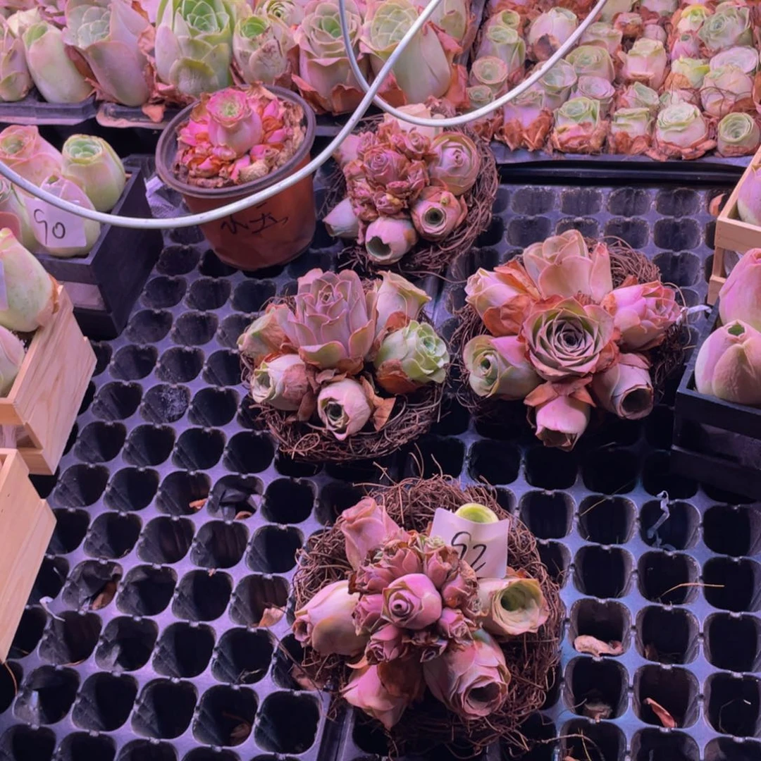 爱****！山地玫瑰多肉植物花卉92