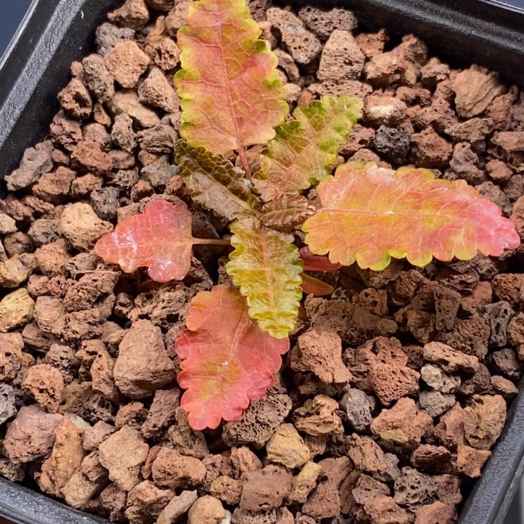 娜娜乳香变异实生株