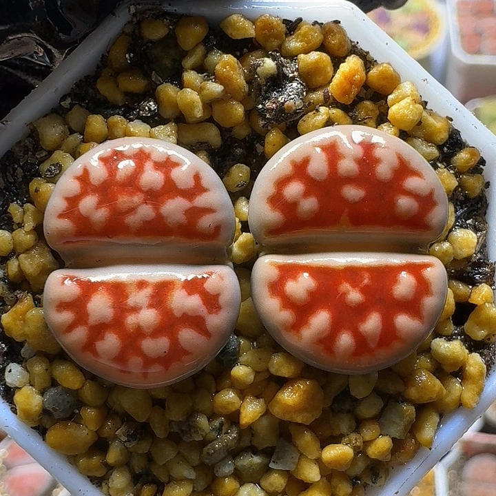 生石花1111111。   281