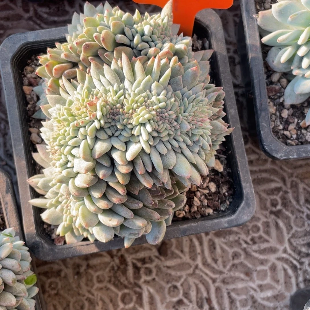 71号星影缀化多头