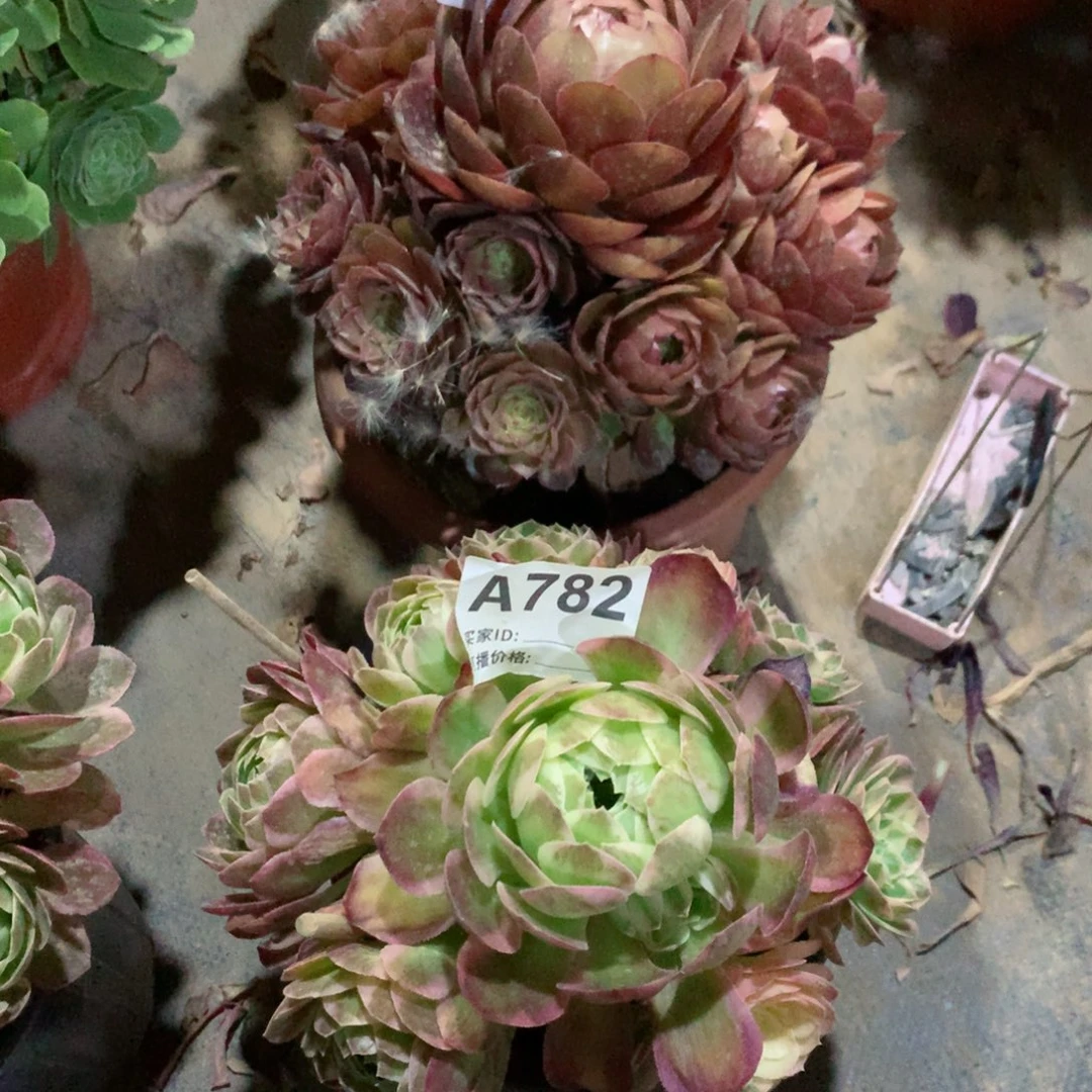 红魔玫瑰000➕海王782