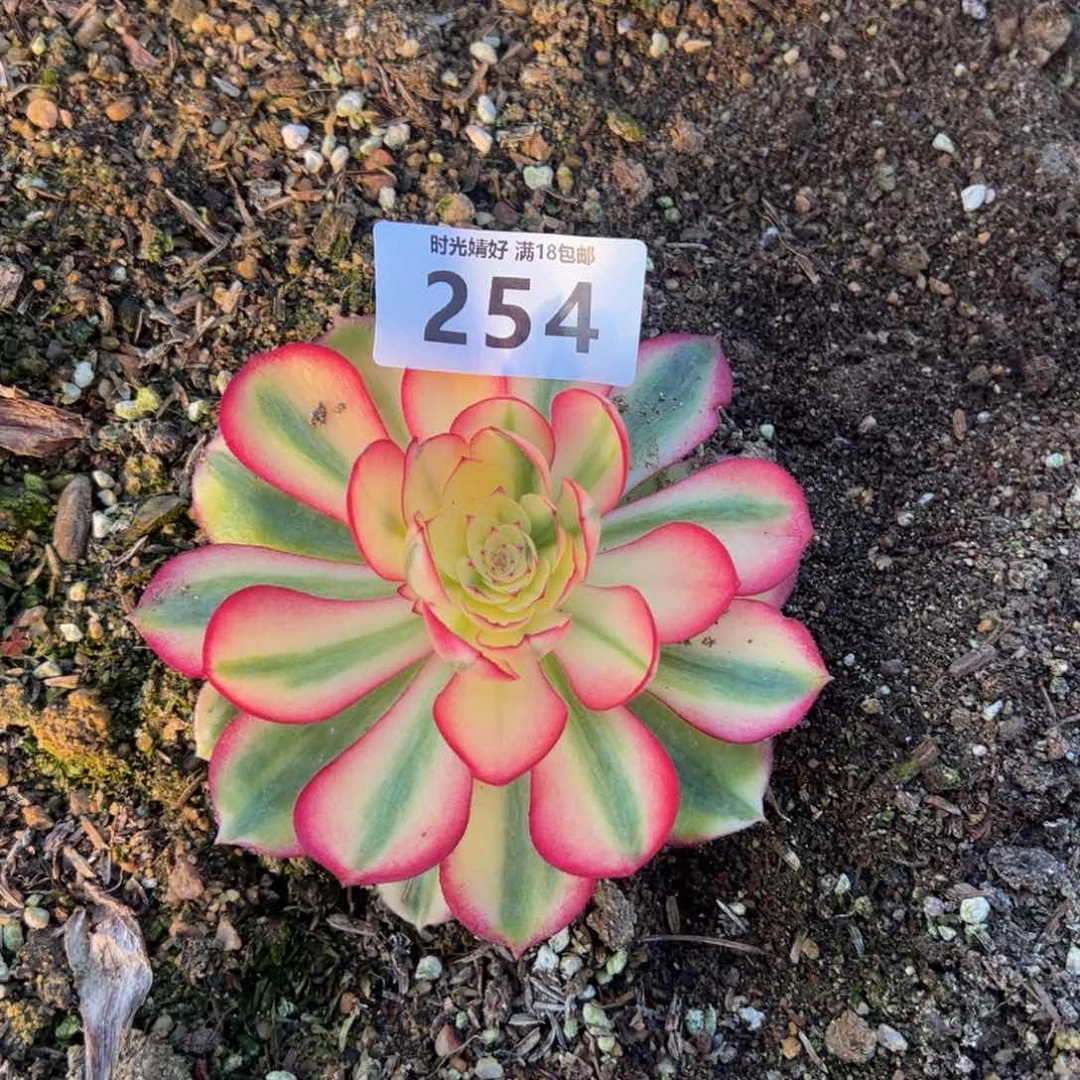 254荔枝多肉植物