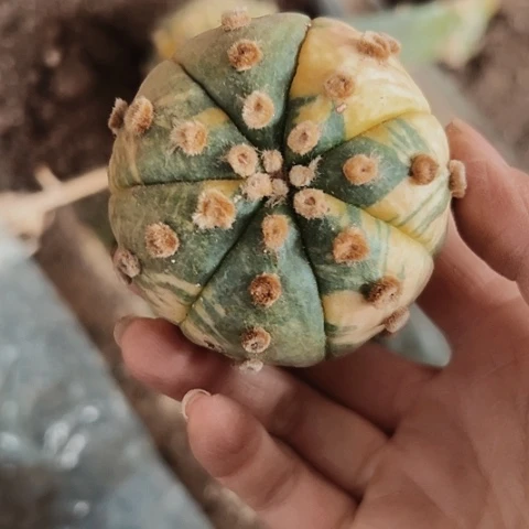 1232处理仙人球嫁接的