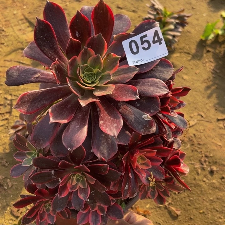 金丝却多肉植物054