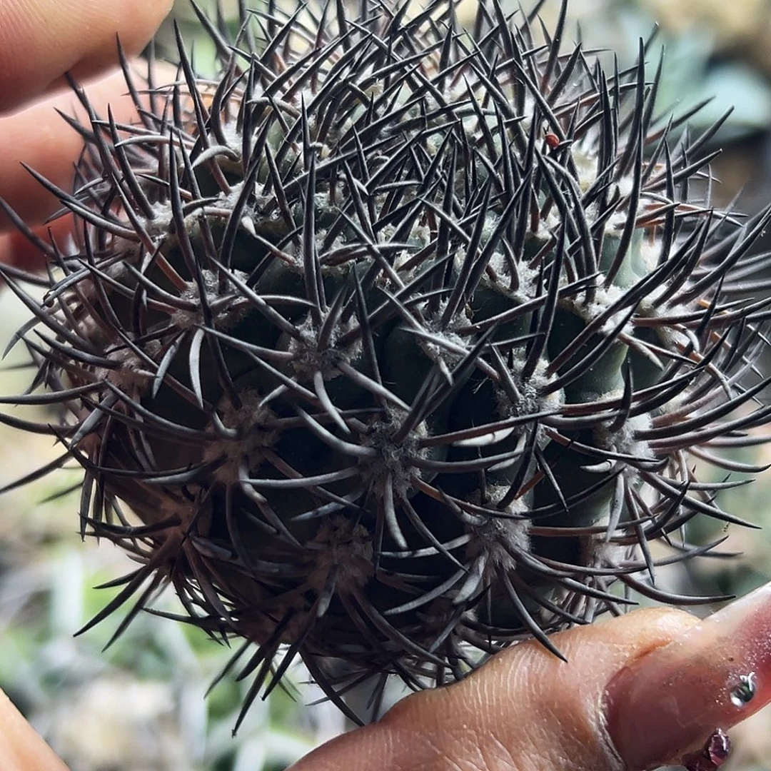 黑刺逆豹有根仙人球666666