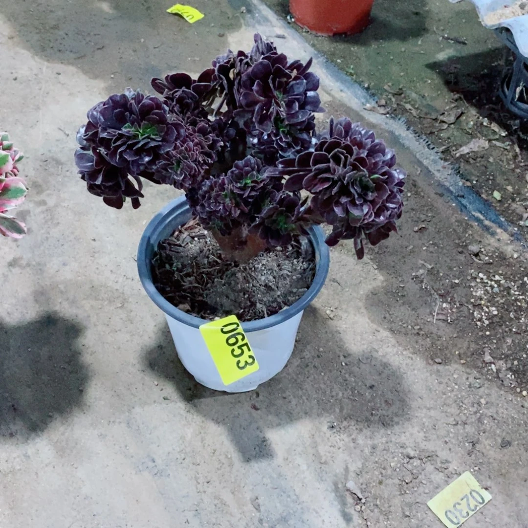 ＊***~噢紫缀多肉法师0653