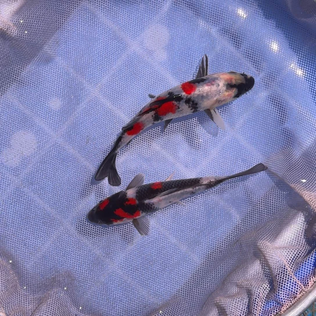 锦鲤精品锦鲤大放漏