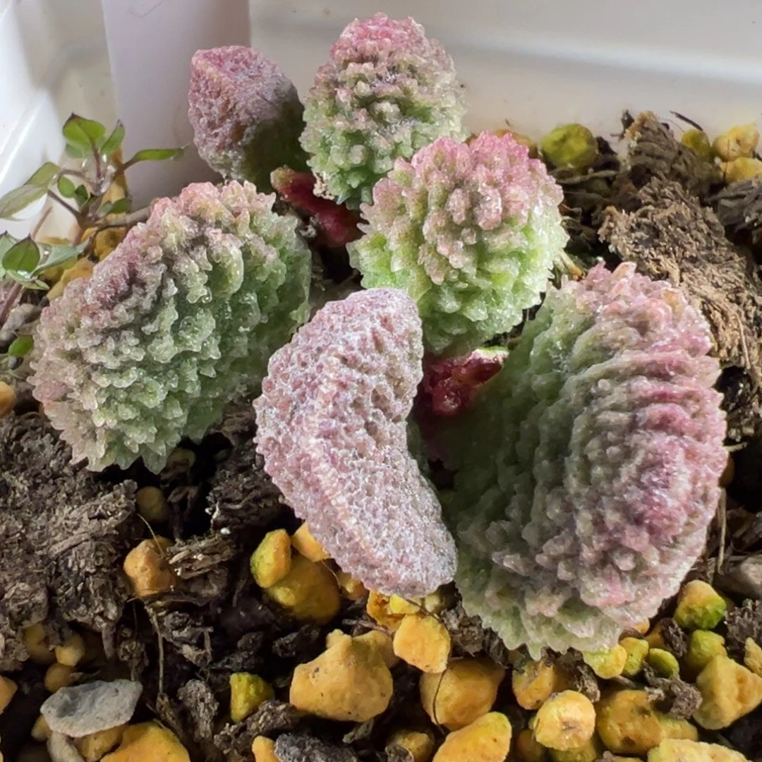 97实生新品缠绕纹爆炸刺