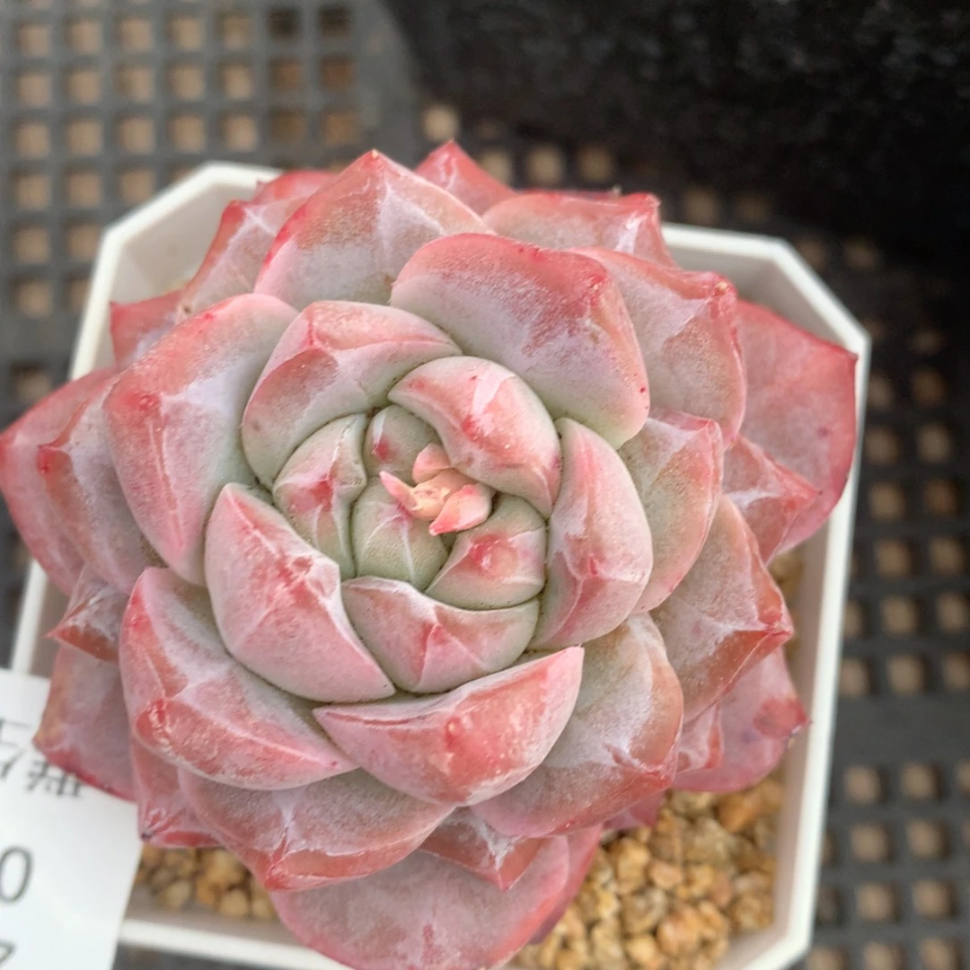 0213-47 粉钻优选