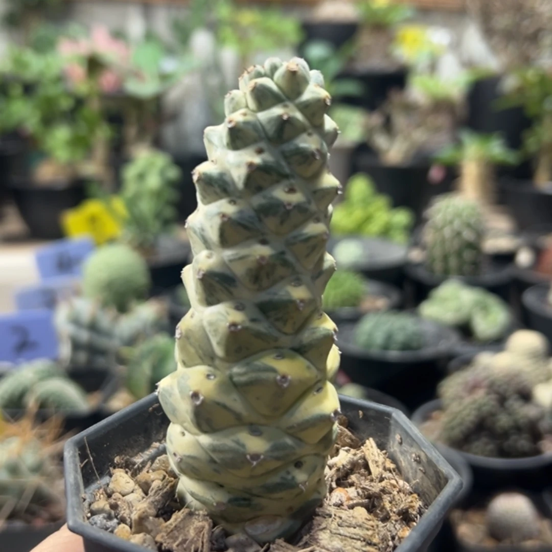 将军阁白锦带盆1111111