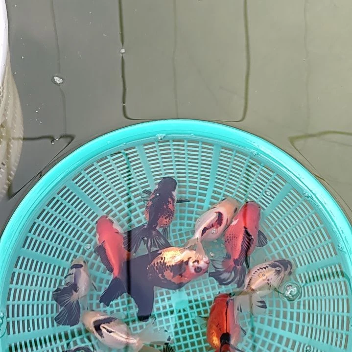 海水鱼80直播间看好下单不退不换到货录完整开箱视频有售后