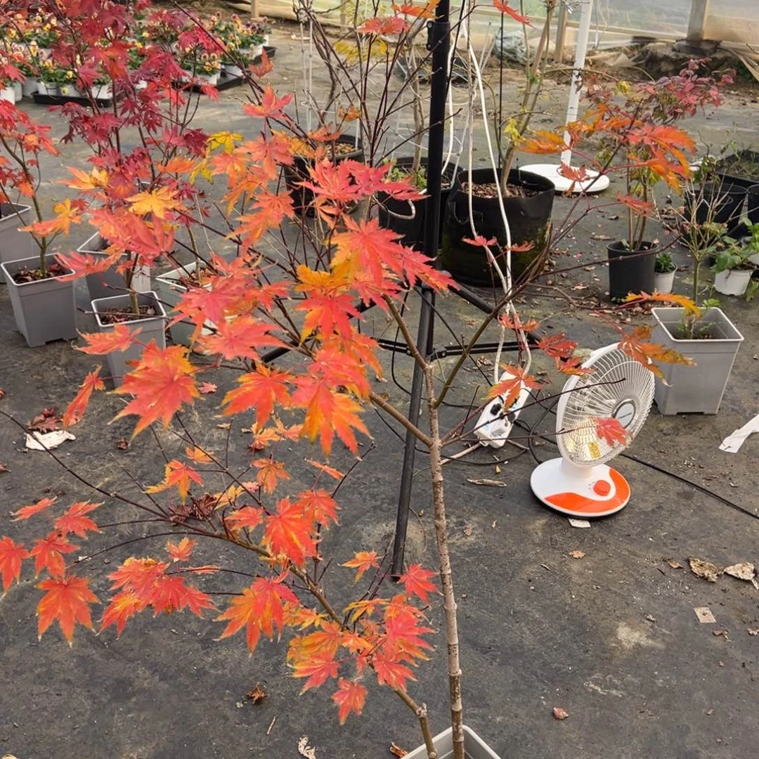 不开花植物43黄八丈
