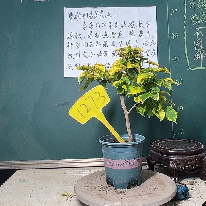 完全开放红九月 1273