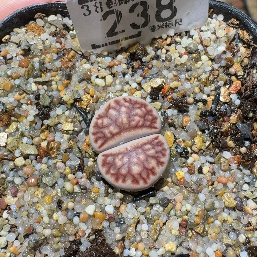 Ssss精品生石花238