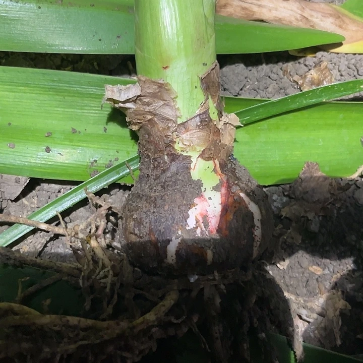 当前无花栽培后可以开花伊莲娜。  6.5。