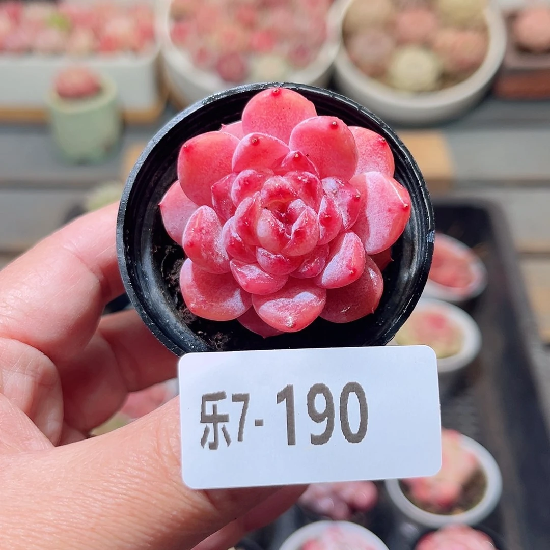 乐7-190 果汁单头