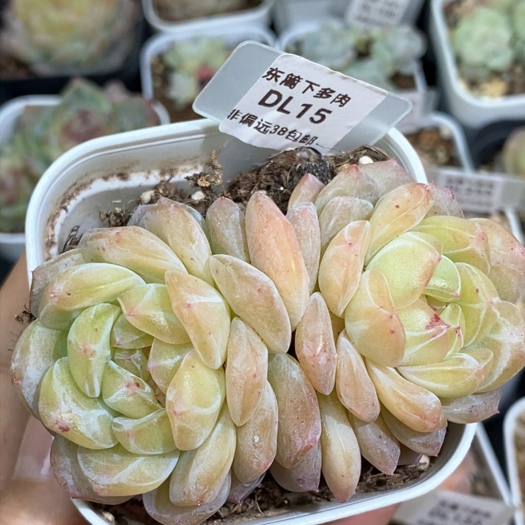 悄**笑15东篱下多肉植物盆栽