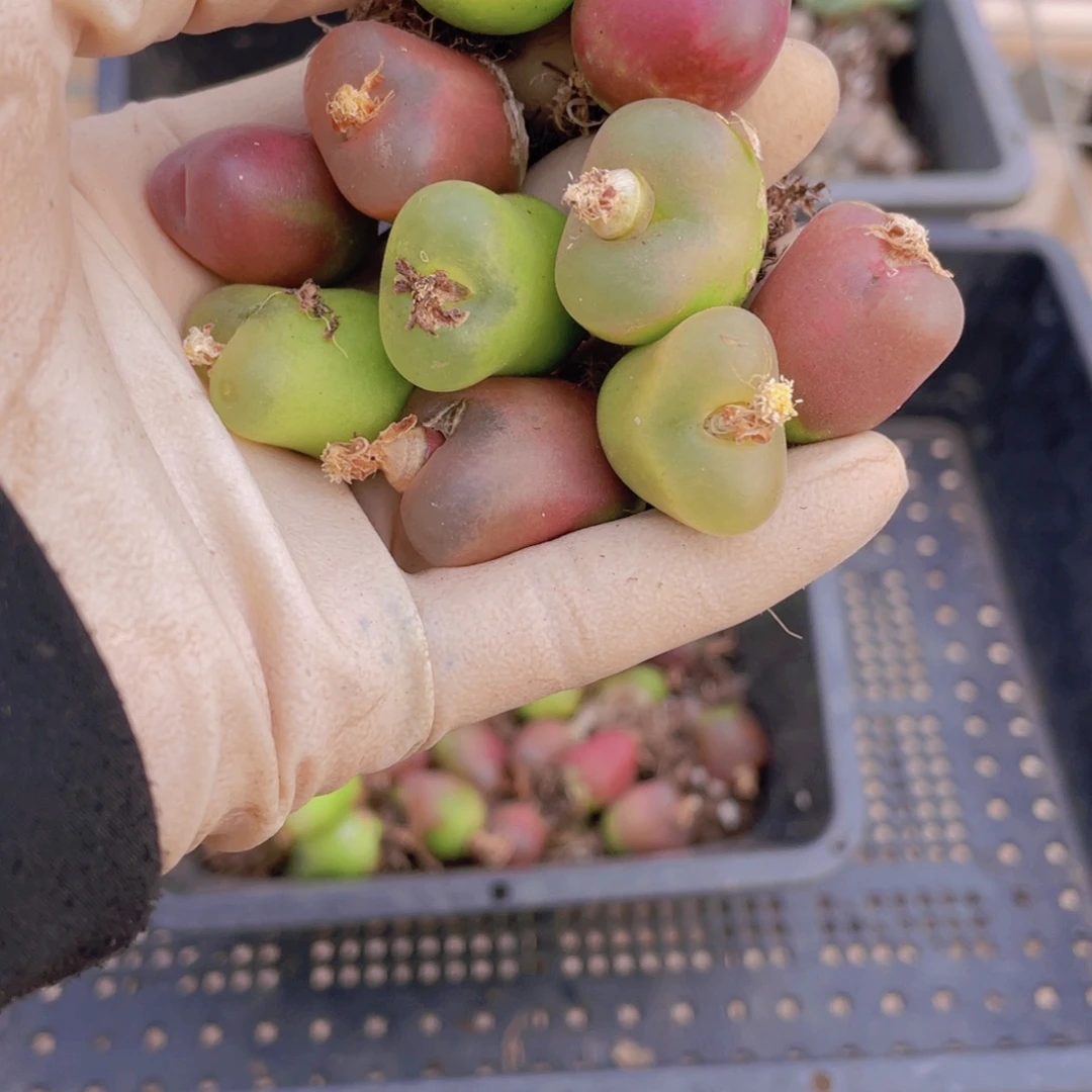 10颗毛毛88888888888