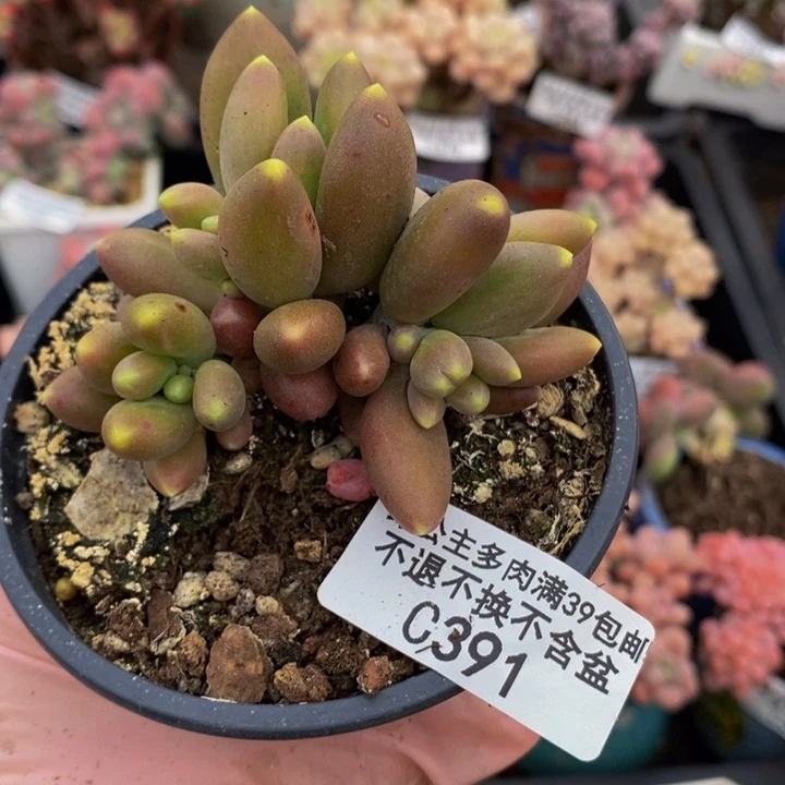 金蝉芒果奶6cm391多肉植物