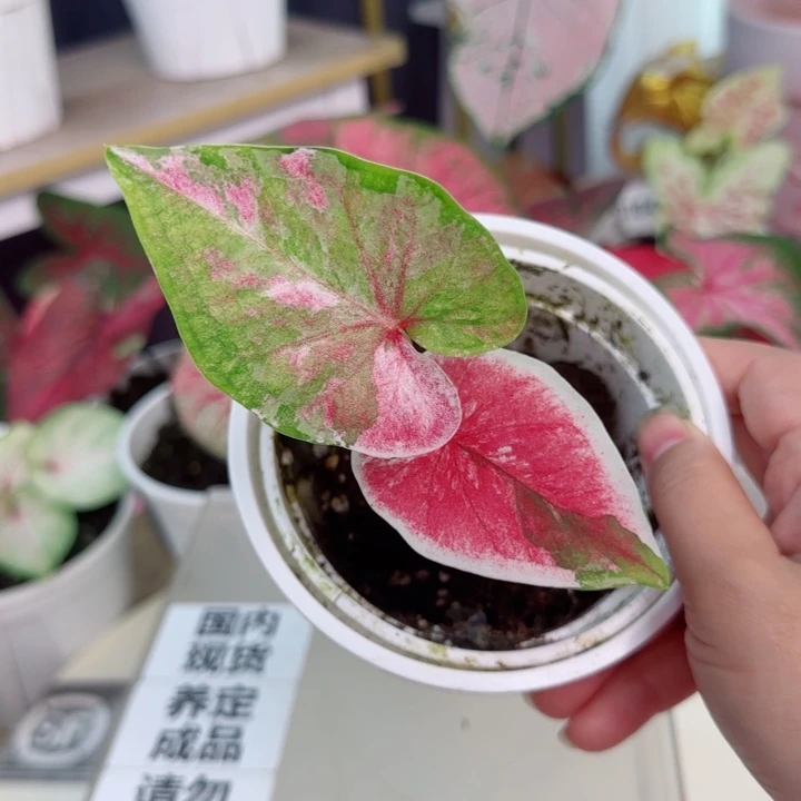 无花朵泰彩D1825..