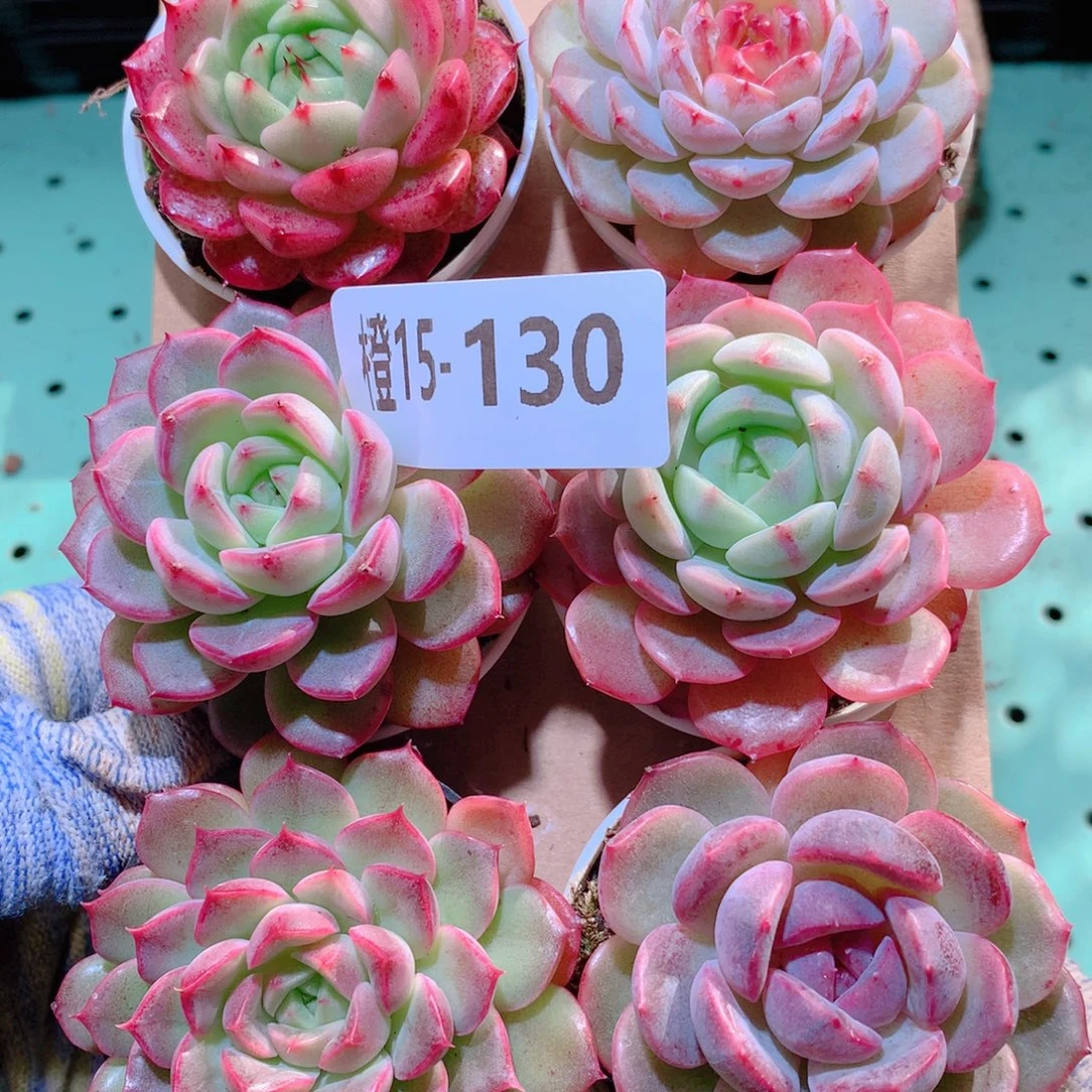 15-130一物一拍多肉带盆6颗