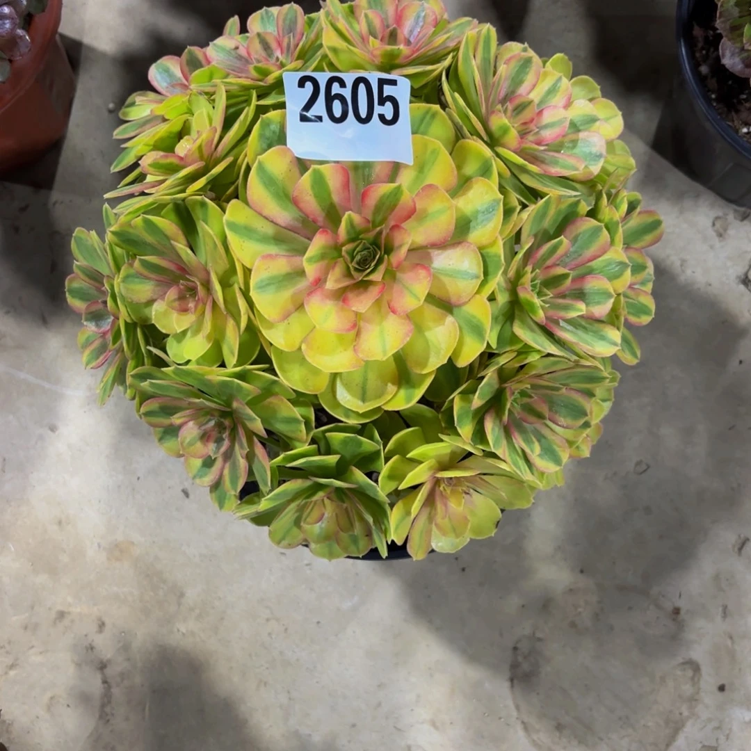 未***.无花朵2605雨何11111111