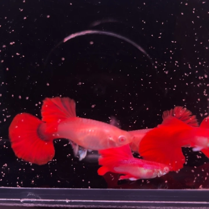 孔雀鱼折扇白子2对