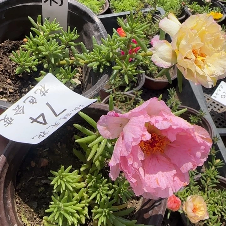 无花朵074网红色小苗两盆