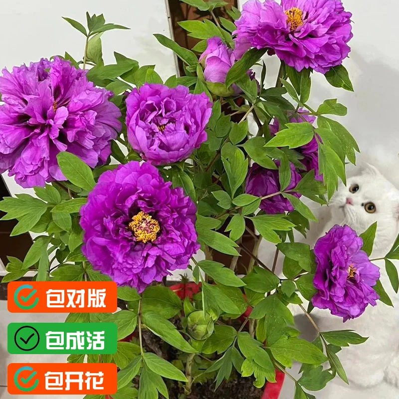 【顺丰发货】老盆养二乔牡丹花原盆原土带花苞现货产地直发