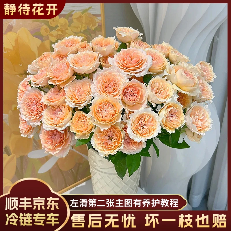【静待花开】杏色拉拉队-A级多头玫瑰云南鲜花斗南花卉顺丰京东冷链