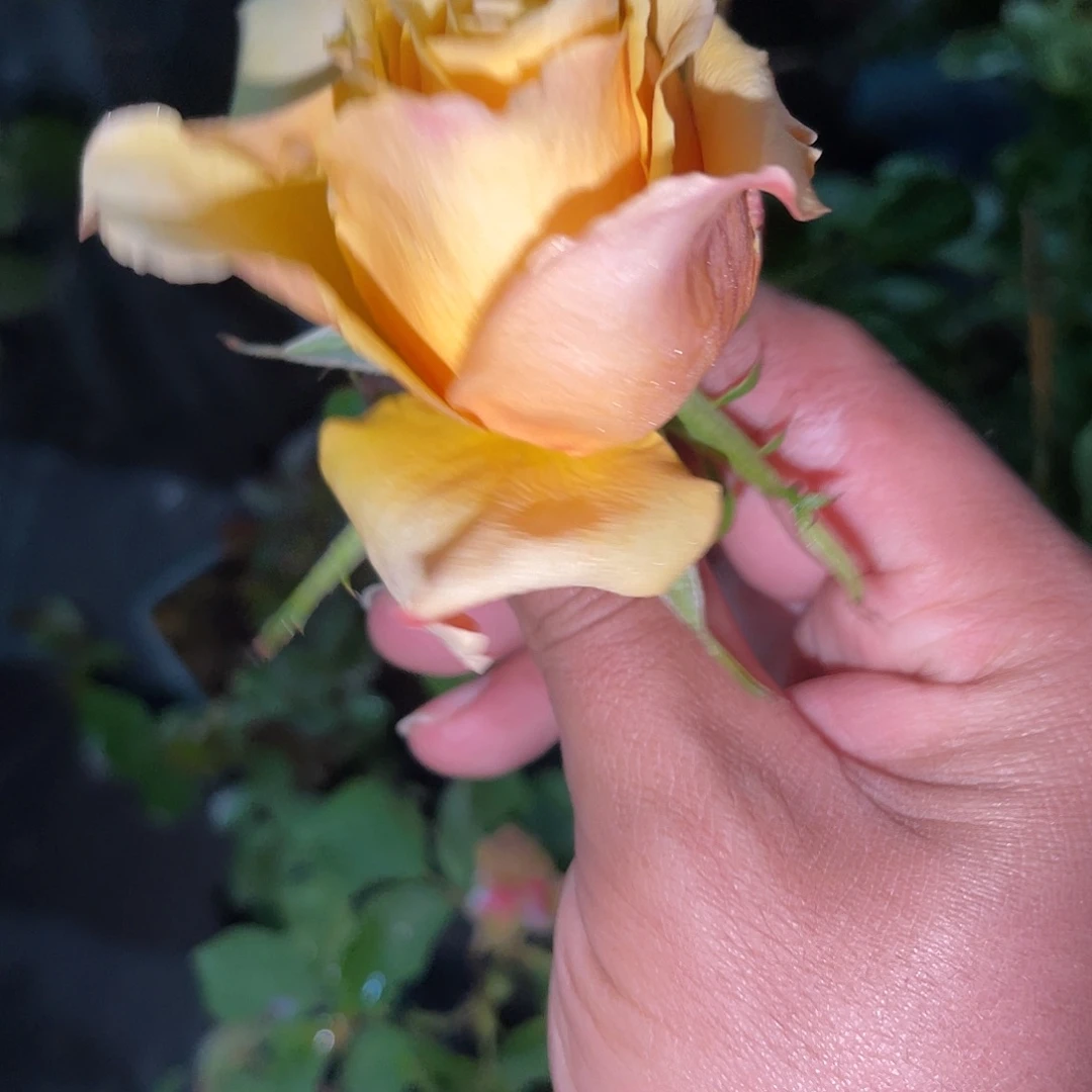 无花朵——蜜桃之恋 福利款