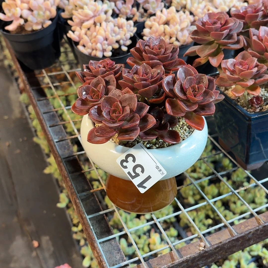 幼***一巧克力方砖带盆发货153