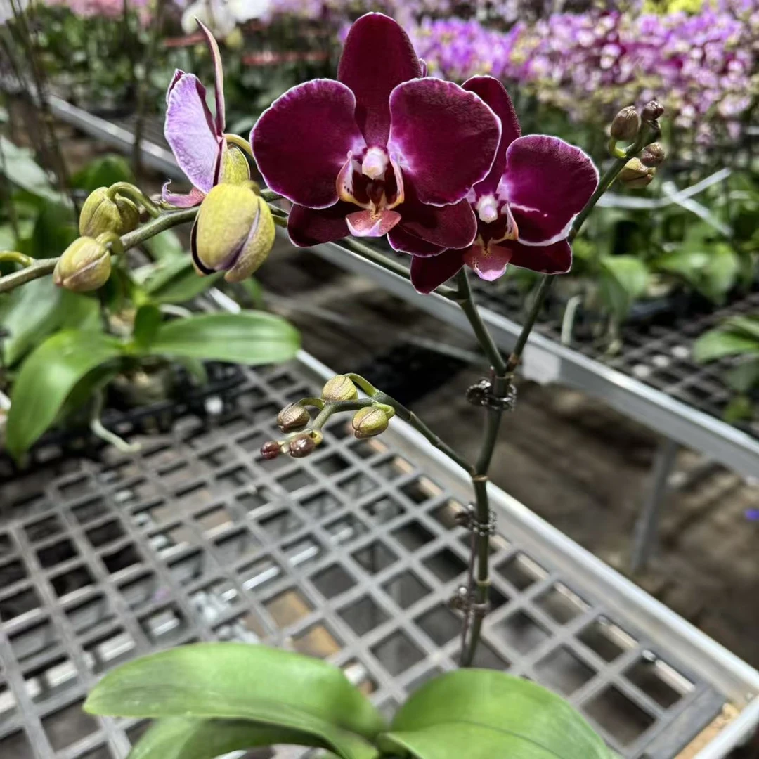 蝴蝶兰[湾湾巧克力]室内精品花卉昆明直发