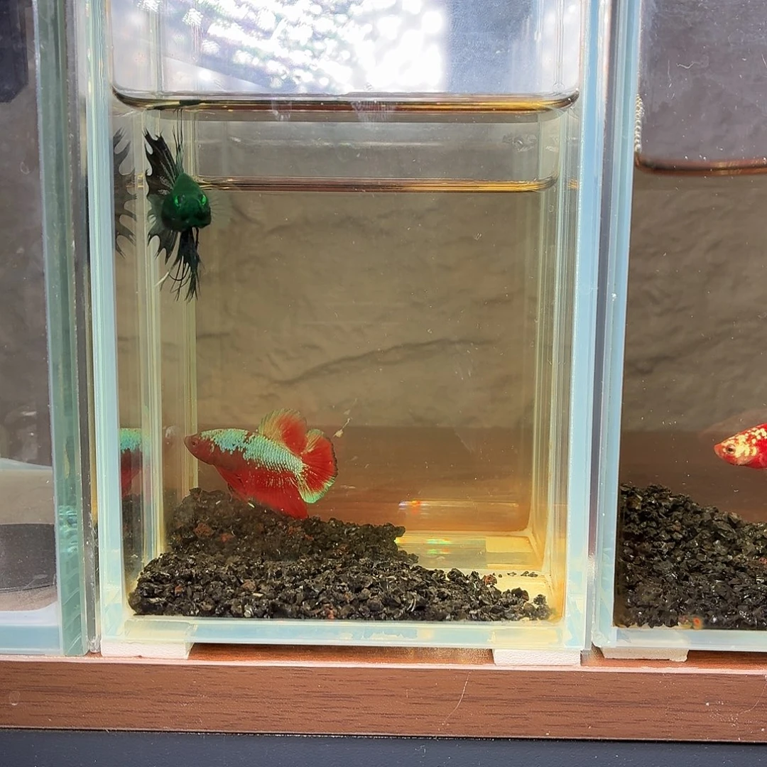 斗鱼绿魔狮王公鱼