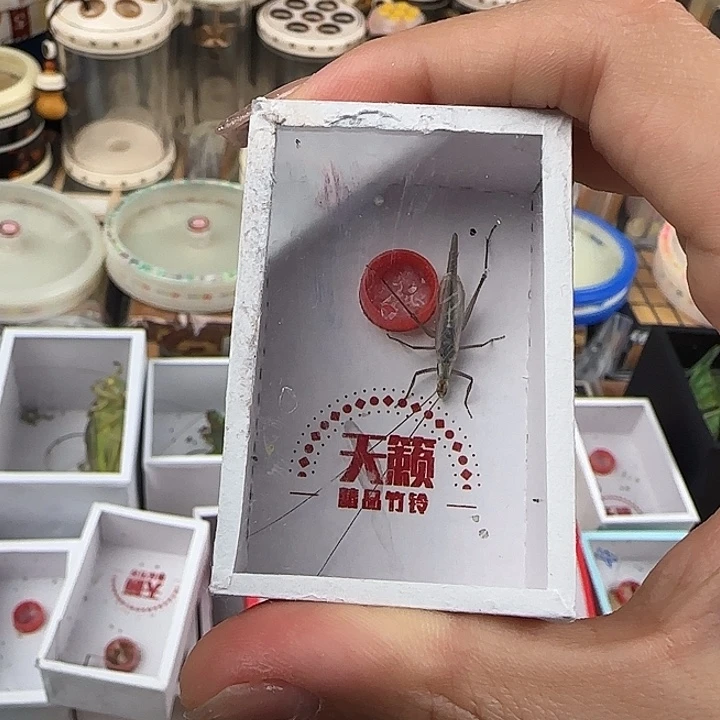 蟋蟀天籁黑紫竹林一只