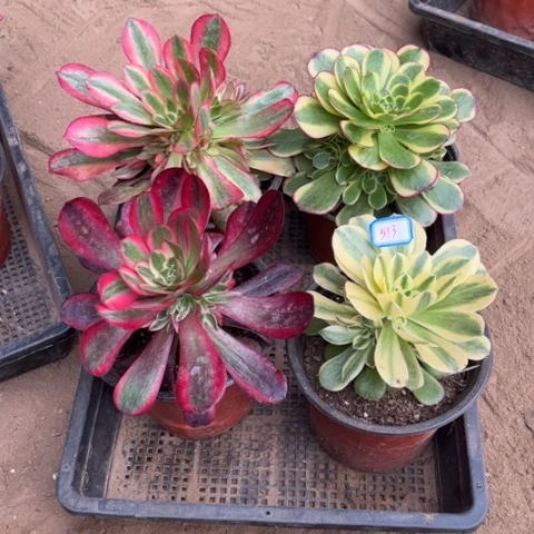 513多肉植物组合
