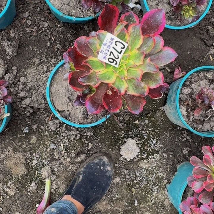 魅影花25-47包邮花花