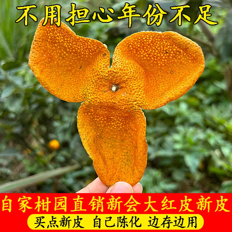广东江门正宗茶枝柑陈皮茶当年新皮泡水2025年新会新鲜柑果大红皮